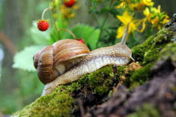 Красивая улитка