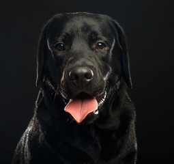 Fototapeta na wymiar Labrador retriever Dog on Isolated Black Background in studio