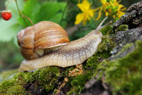 Beautiful snail in the forest
