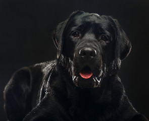Fototapeta na wymiar Labrador retriever Dog on Isolated Black Background in studio