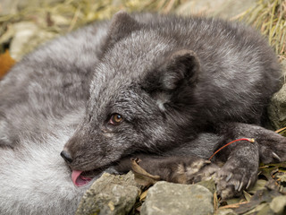 A young polar fox rests on a rock