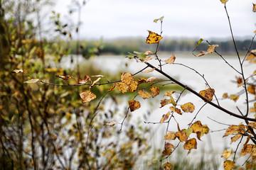 Branch of birch with yellow leaves and lake on background. Autumn forest by the lake