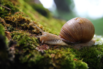 Красивая улитка