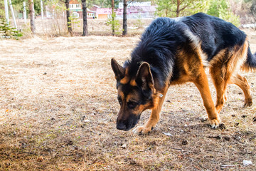 Dog German Shepherd in the forest in an early spring