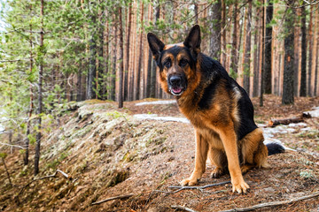 Dog German Shepherd in the forest in an early spring
