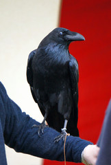 A tame crow.