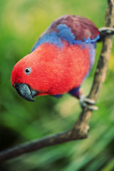 Crimson Rosella