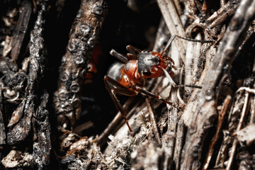 The ant is close-up.