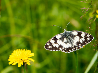 Schachbrett Edelfalter 