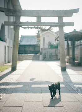 参拝する猫