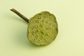 Pods of lotus with seeds on green