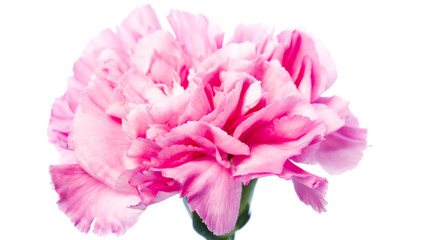 carnation flower isolated on white background