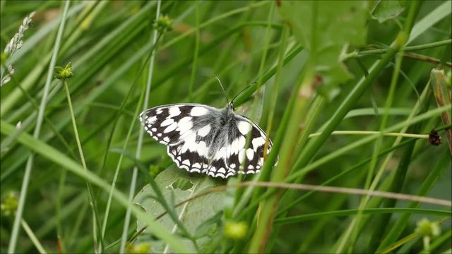Melanargia galathea auf einer Wiese