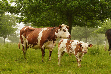 Fototapeta na wymiar Animal ferme vache 242