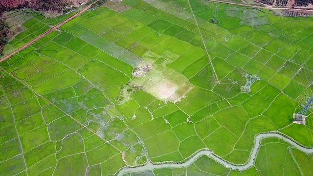 upper view large rice plantation with small river