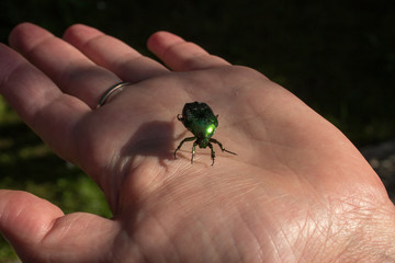 Green rose chafter on a palm