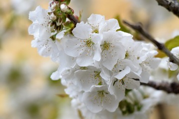 White blossom