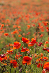 Field of red poppy flowers under the sun.