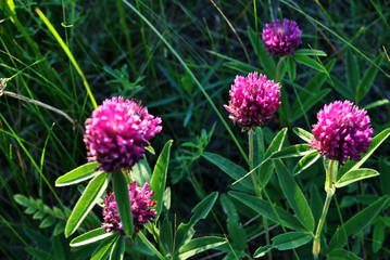 Pink clover flowers  on soft green grass background