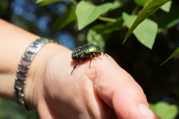Green rose chafter on a hand