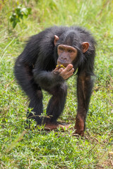 Chimpanzee consists of two extant species: the common chimpanzee and the bonobo. Together with humans, gorillas and orangutans they are part of the family Hominidae (the great apes). (Pan troglodytes)