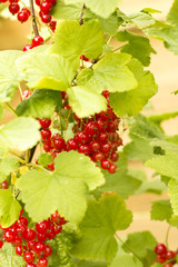 Branch of ripe red currants .Close up photo for background. 