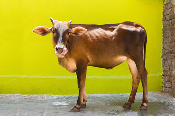 stray cow near a green wall somewhere in the south of India