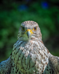 Gyrfalcons (Falco rusticolus) are the largest falcon species. They are living in arctic regions of the northern hemisphere. In the medieval era, the gyrfalcon was owned only by kings and emperors.