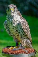 Gyrfalcons (Falco rusticolus) are the largest falcon species. They are living in arctic regions of the northern hemisphere. In the medieval era, the gyrfalcon was owned only by kings and emperors.