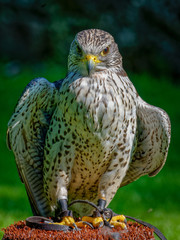 Gyrfalcons (Falco rusticolus) are the largest falcon species. They are living in arctic regions of the northern hemisphere. In the medieval era, the gyrfalcon was owned only by kings and emperors.