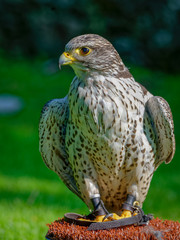 Gyrfalcons (Falco rusticolus) are the largest falcon species. They are living in arctic regions of...