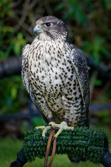Gyrfalcons (Falco rusticolus) are the largest falcon species. They are living in arctic regions of the northern hemisphere. In the medieval era, the gyrfalcon was owned only by kings and emperors.