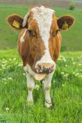 Naklejka na ściany i meble Closeup portrait of a cute friendly cow on a summer day on a green meadow in a countryside in Moldova, Europe