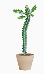 cactus isolated on white background