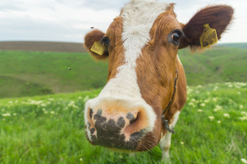 Fototapeta na wymiar Closeup portrait of a cute friendly cow on a summer day on a green meadow in a countryside in Moldova, Europe