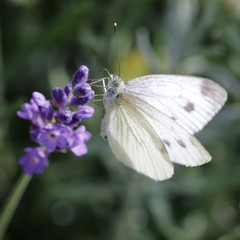 Kohlweißling auf einem Lavendel-Stämmchen