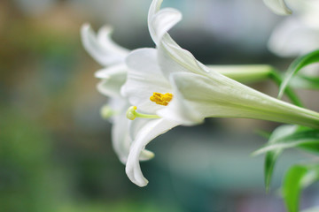 Obraz premium Beautiful lily