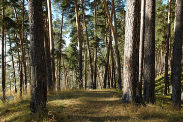 Сосновый лес © igor2