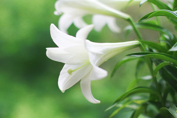 Beautiful lily 