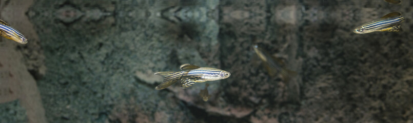 Obraz premium Danio striped in an aquarium.