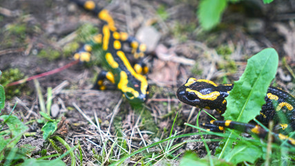 Feuersalamander