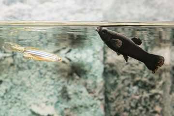 Aquarius aquatic black fish near the surface.