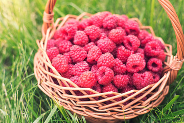 Sweet raspberries in basket. Healthy food. The fruit is rich in vitamins and minerals.