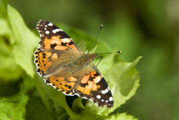 Painted Lady butterfly - Vanessa cardui, beautiful colored butterfly from European meadows and grasslands.