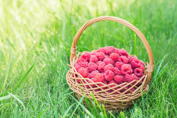 Fototapeta na wymiar Sweet raspberries in basket. Healthy food. The fruit is rich in vitamins and minerals.