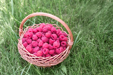 Fototapeta na wymiar Sweet raspberries in basket. Healthy food. Solar vitamins. Healthy food