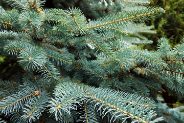 beautiful blue spruce branches with needles close-up