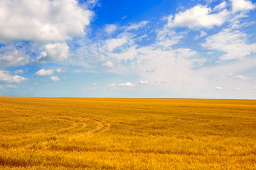 Obraz premium Yellow field and blue sky. The pastoral landscape. The countryside colorful background