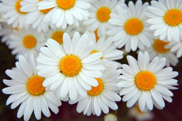 Obraz premium Macro shot of big daisies.