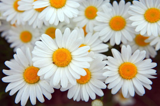 Fototapeta Macro shot of big daisies.